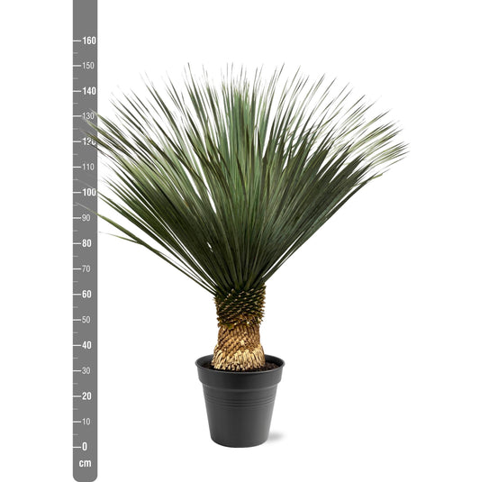 Yucca Rostrata - 130 - 150 cm - Ø50