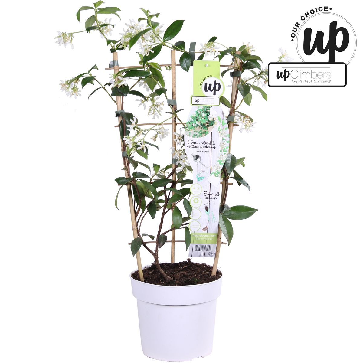 weißer Stern Jasmin - Trachelospermum 'Star of Venice' - Ø15cm - ↕65cm