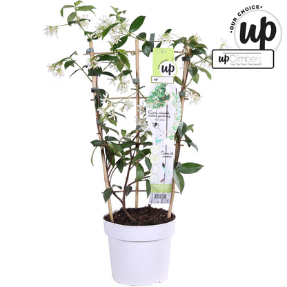 weißer Stern Jasmin - Trachelospermum 'Star of Venice' - Ø15cm - ↕65cm