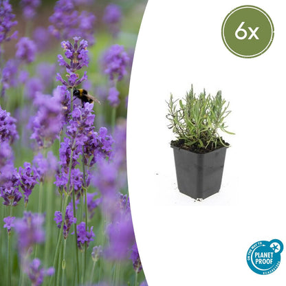 6x Lavandula ang. 'Munstead' - ↕10-25cm - Ø9cm