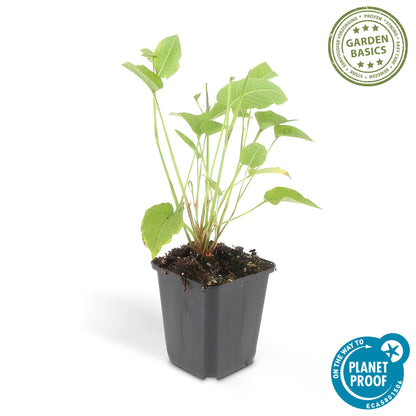 6x Persicaria amplexicaulis - ↕10-25cm - Ø9cm