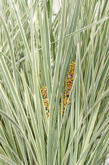 Lomandra longifolia 'White Sands' - Ø19cm - ↕40cm