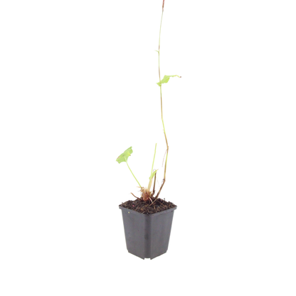 6x Knöterich - Persicaria bistorta 'Superba' - ↕10-25cm - Ø9cm