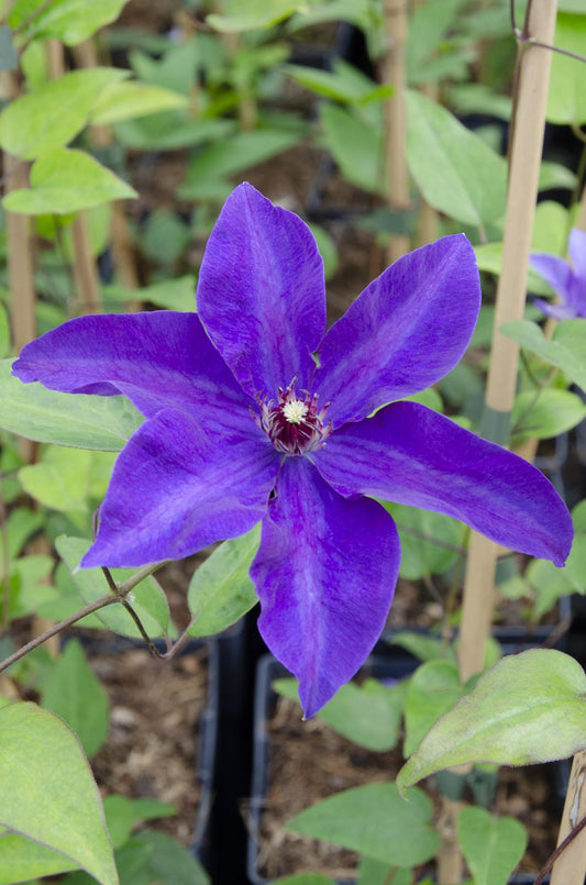lila Clematis "The President" - Ø15cm - ↕65cm