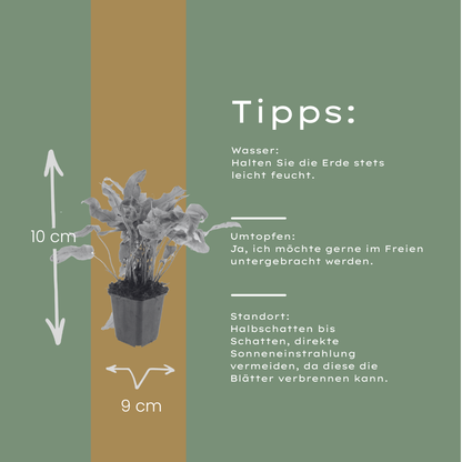 6x Hirschzungenfarn - Asplenium scolopendrium - ↕10-25cm - Ø9cm