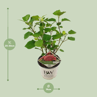 Endlose Hortensie - Hydrangea arbo. 'Pink Annabelle' - Ø19cm - ↕30cm