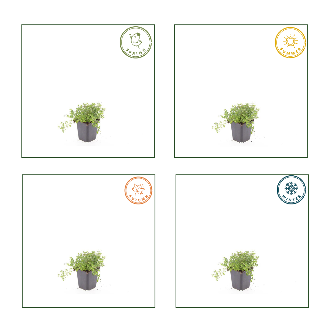 6x Sand-Thymian - Thymus Serpyllum - ↕10-25cm - Ø9cm