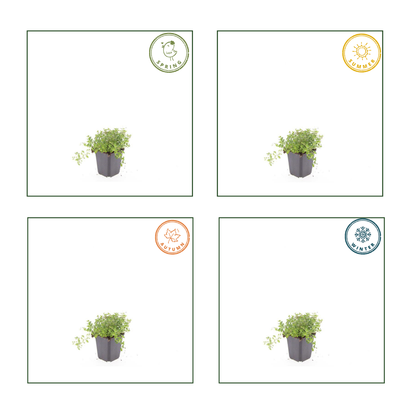 6x Sand-Thymian - Thymus Serpyllum - ↕10-25cm - Ø9cm