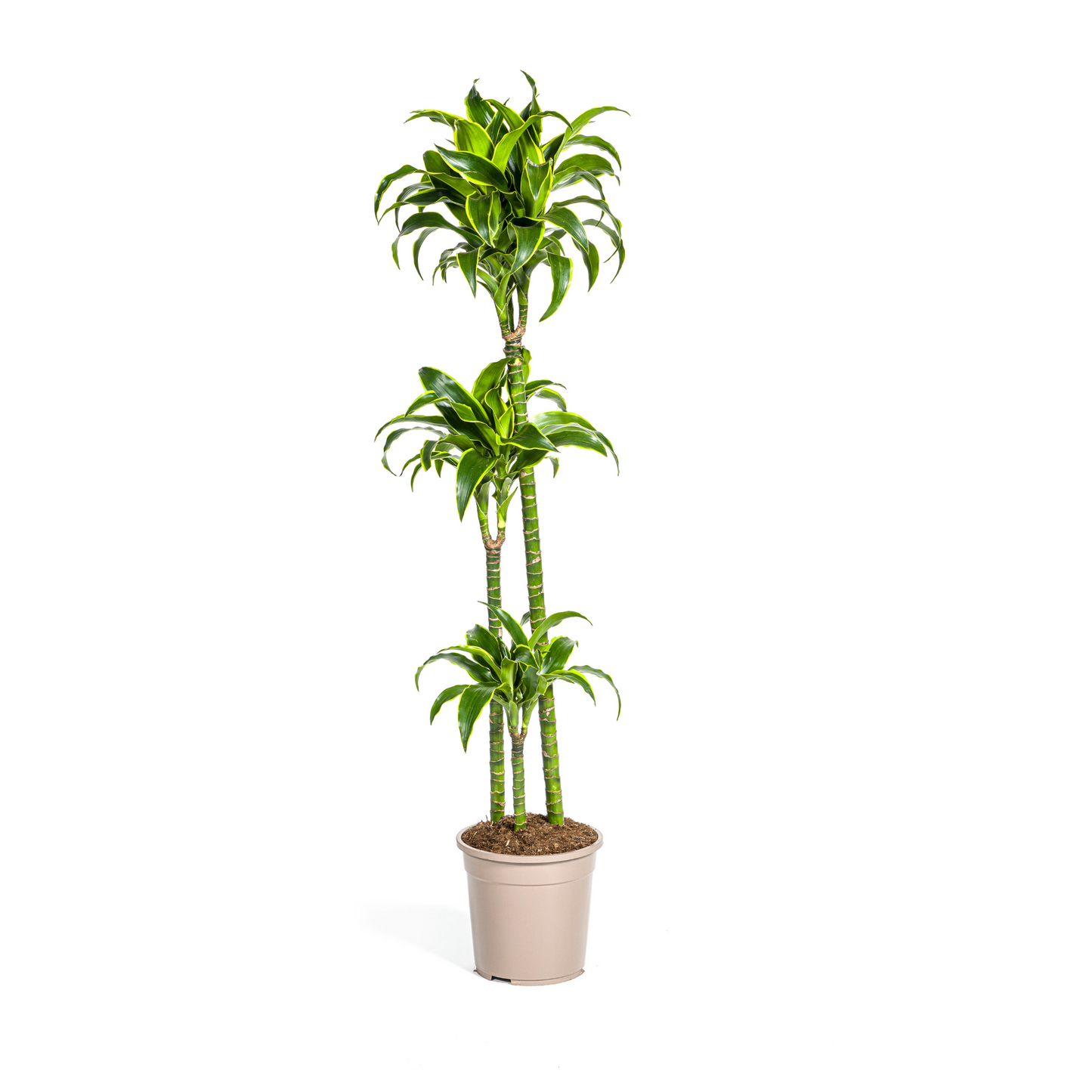 Drachenbaum - Dracaena Deremensis Dorado Ø24cm - ↕120 - 140cm