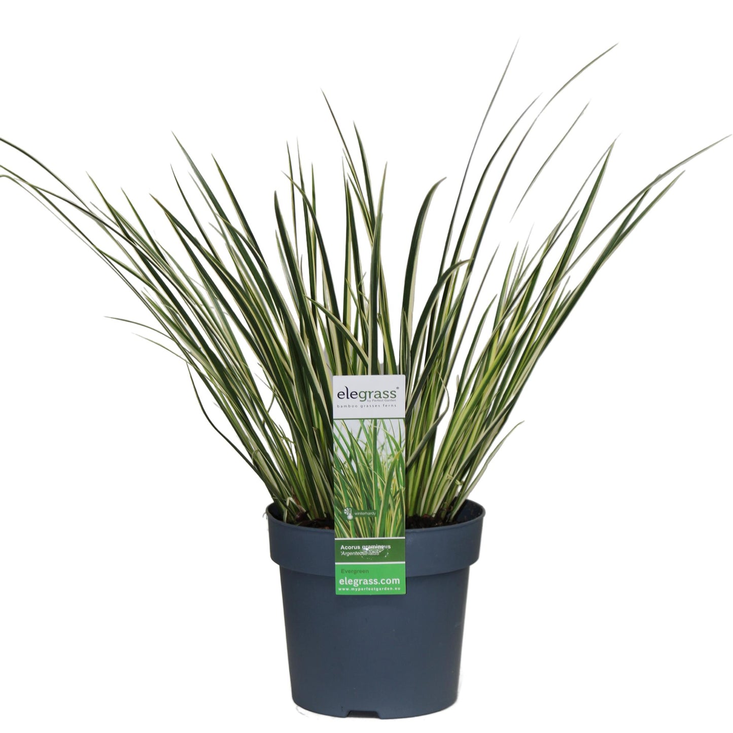 Acorus gramineus 'Argenteostriatus' - Ø14cm - ↕30cm