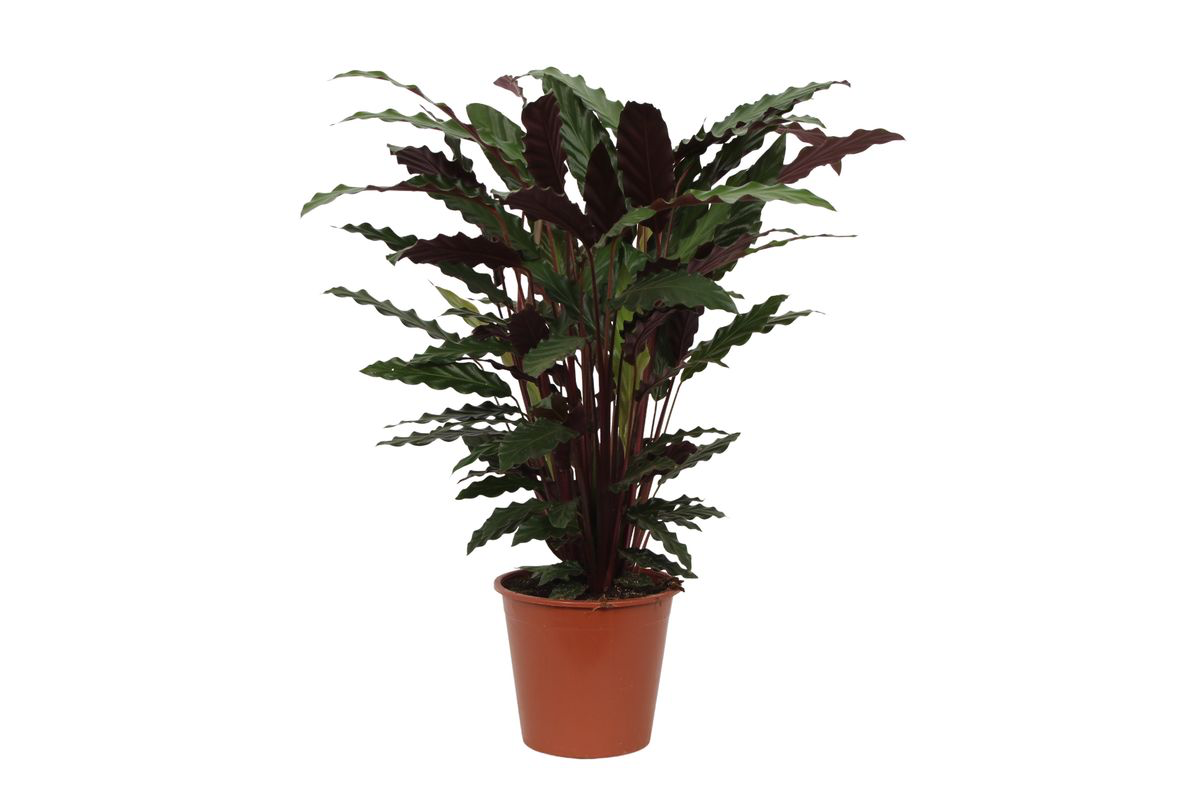 Korbmarante - Calathea Wavestar - 80 cm - Ø19cm