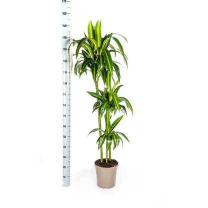 Drachenbaum - Dracaena Deremensis Hawaiian Sunshine mit Korb Ø24cm - ↕130 - 150cm