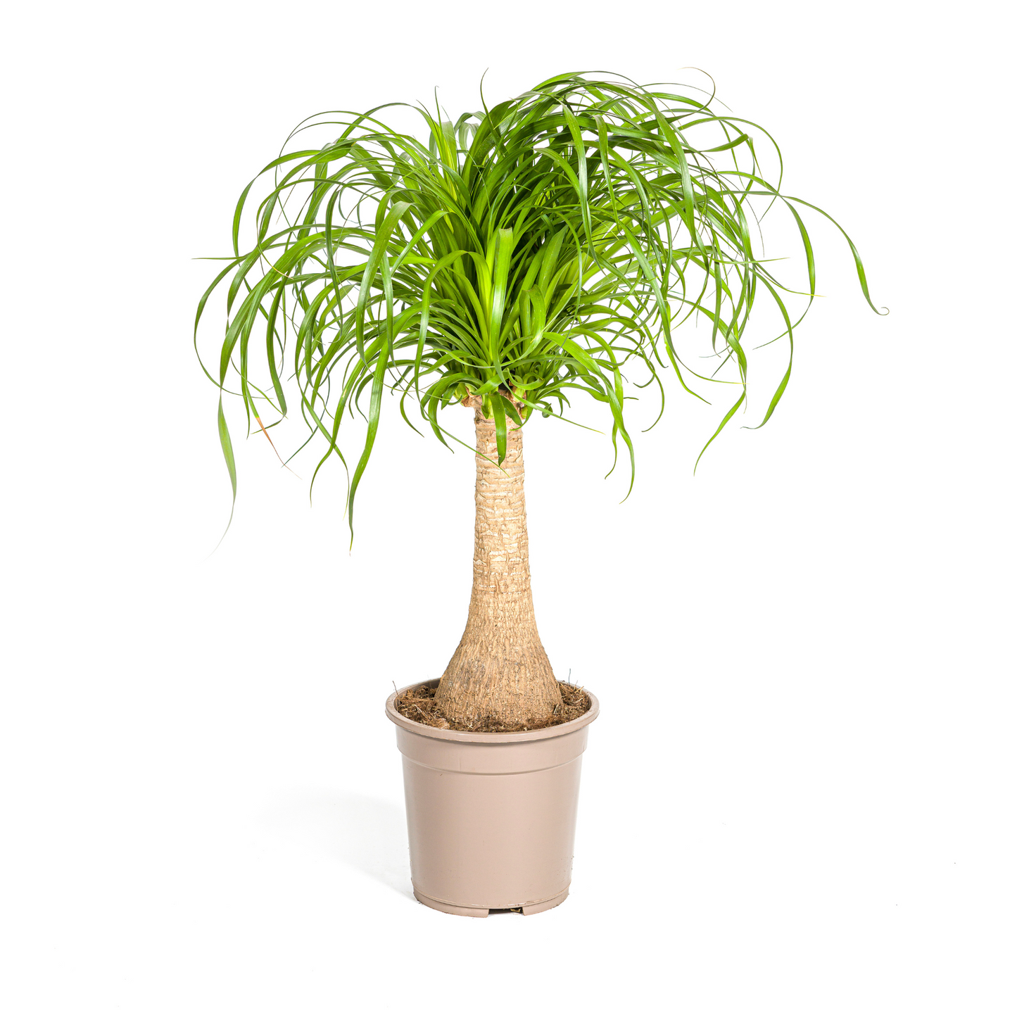 Beaucarnea Recurvata Stamm Ø21cm - ↕60 - 80cm