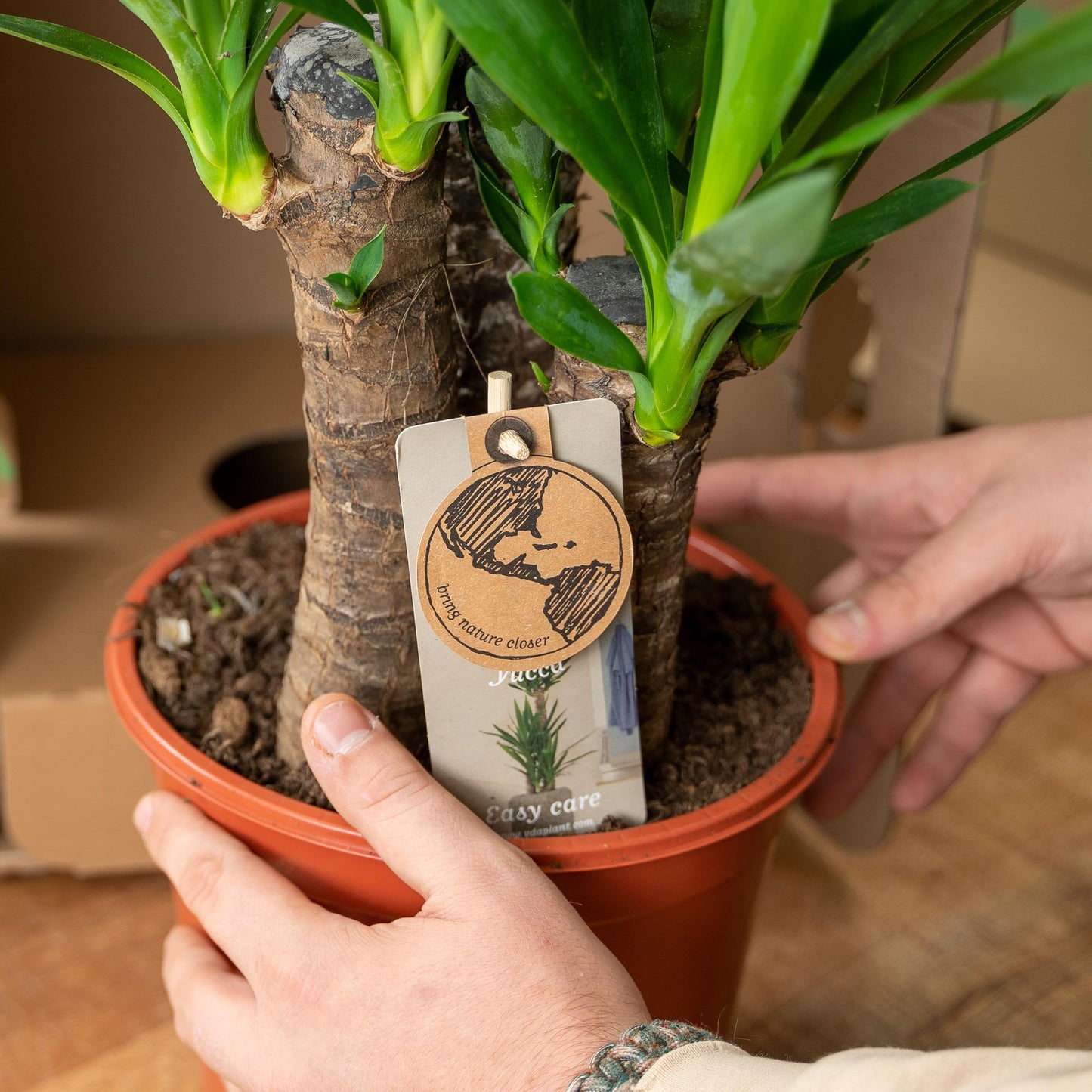 Palmlilie Yucca - Ø17cm - ↕90cm