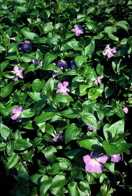 6x großes Immergrün - Vinca major - ↕10-25cm - Ø9cm