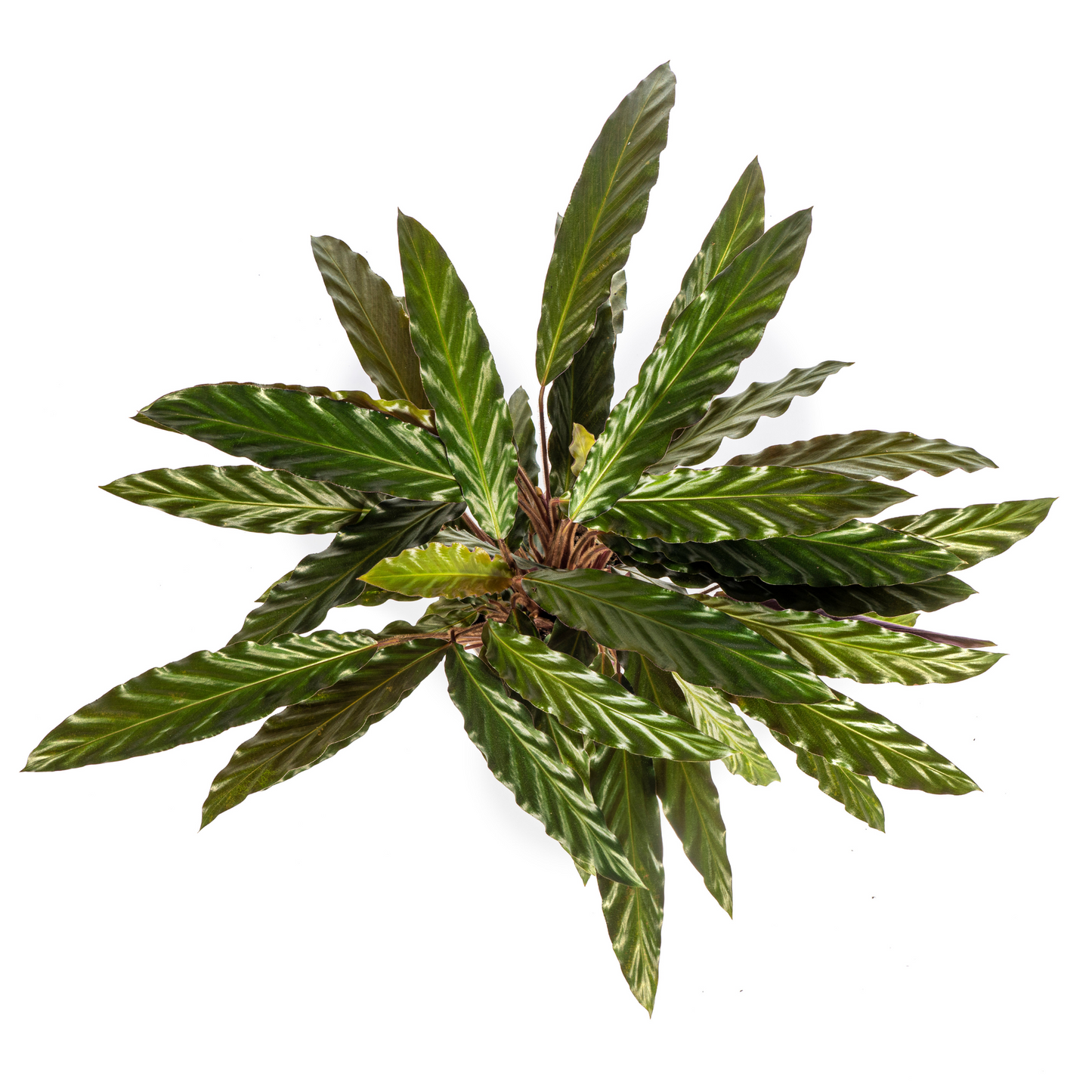 Korbmarante - Calathea Rufibarba Ø17cm - ↕40 - 50cm