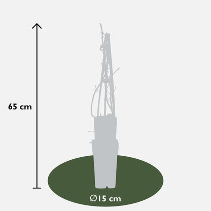 Hydrangea petiolaris - Klimhortensia - Ø15cm - ↕65cm