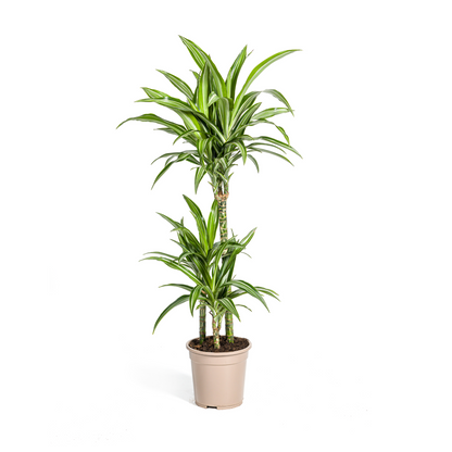 Drachenbaum - Dracaena Deremensis White Stripe Ø21cm - ↕90 - 110cm
