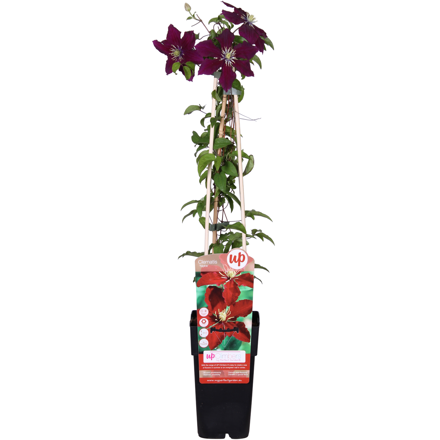 rote Clematis Niobe - ↨65cm - Ø15