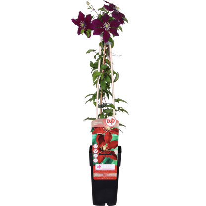 rote Clematis Niobe - ↨65cm - Ø15