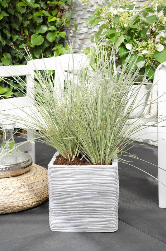 Lomandra longifolia 'White Sands' - Ø19cm - ↕40cm