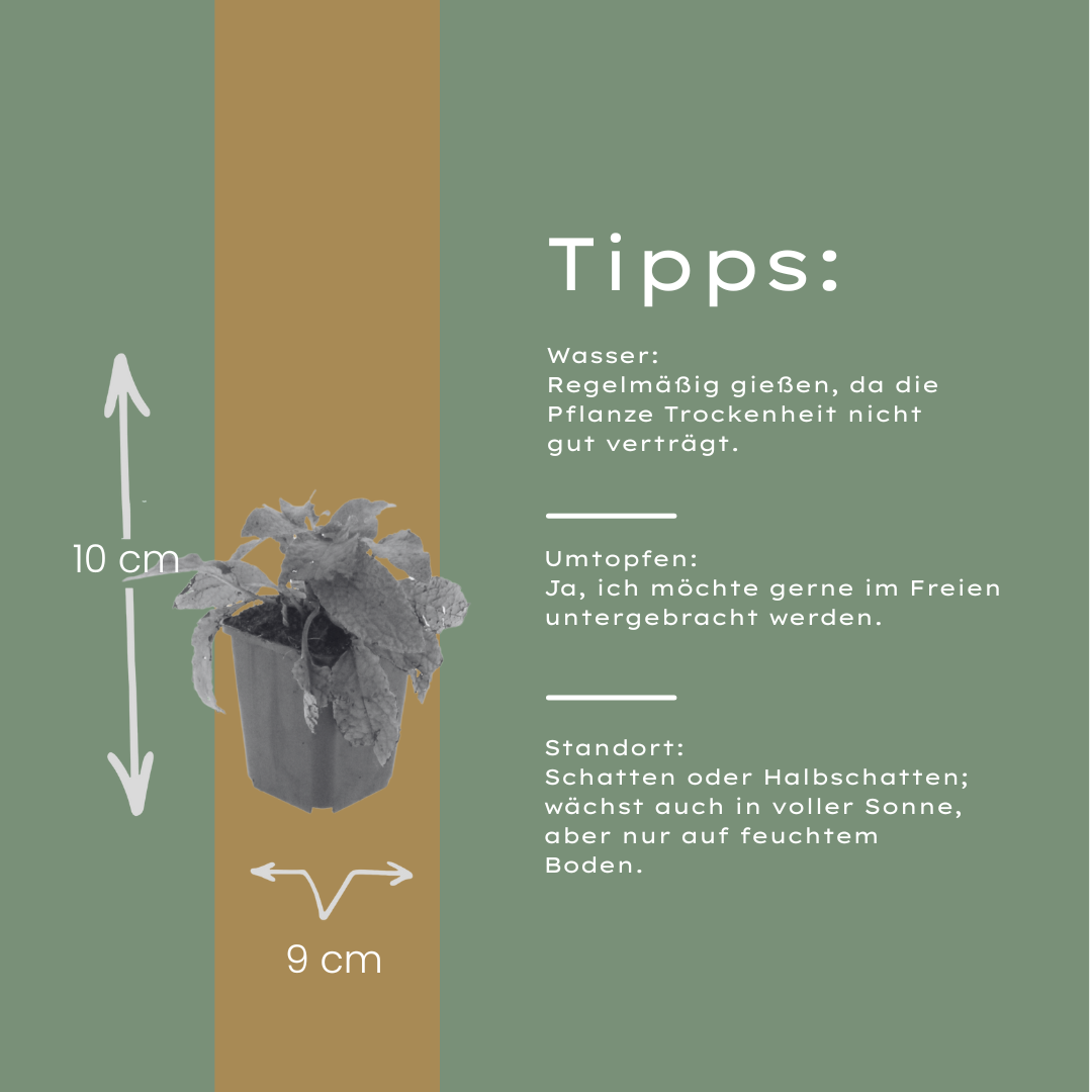 6x Kaukasus Beinwell - Symphytum grandiflorum - ↕10-25cm - Ø9cm