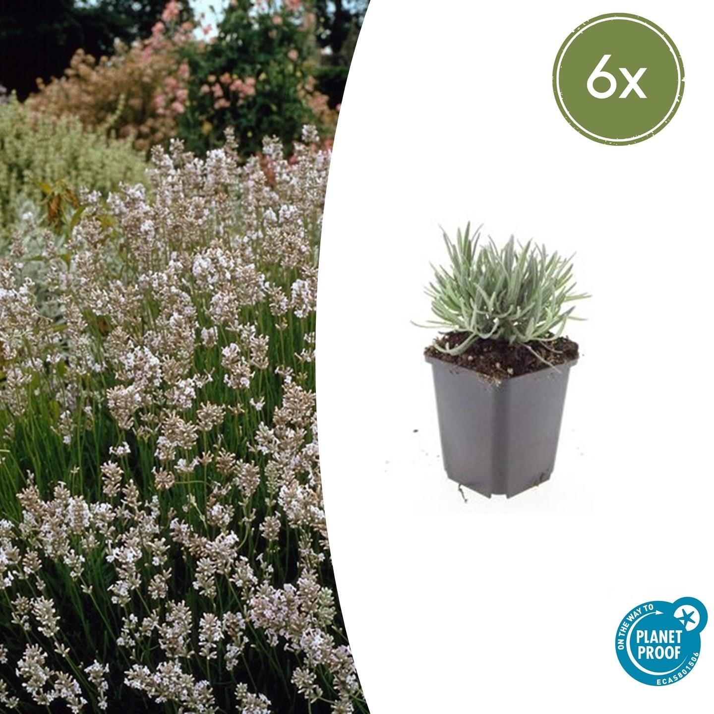 6x Lavandula int. 'Edelweiss' - ↕10-25cm - Ø9cm