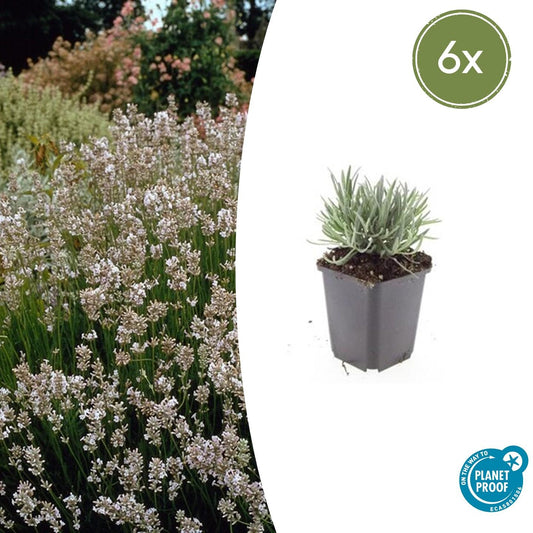 6x Lavandula int. 'Edelweiss' - ↕10-25cm - Ø9cm