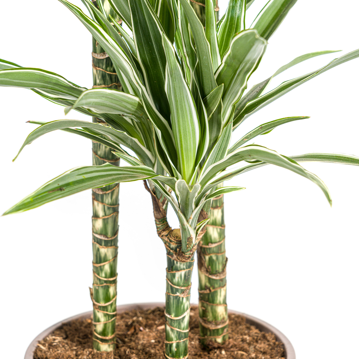 Drachenbaum - Dracaena Deremensis White Stripe Ø24cm - ↕130 - 150cm
