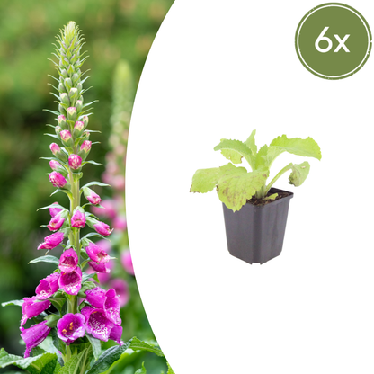 6x roter Fingerhut - Digitalis purpurea - ↕10-25cm - Ø9cm
