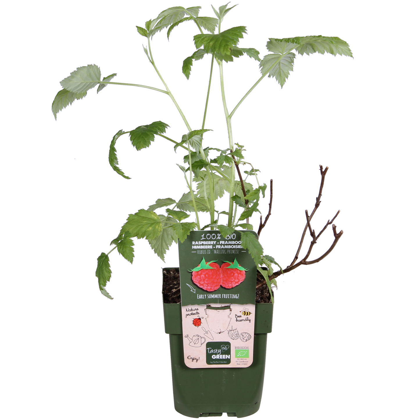 Himbeere - Rubus idaeus 'Malling Promise' - Ø13cm - ↕45cm