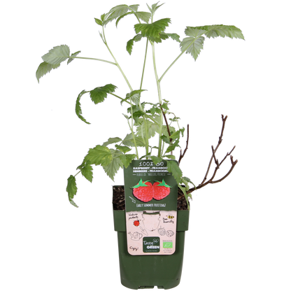 Himbeere - Rubus idaeus 'Malling Promise' - Ø13cm - ↕45cm