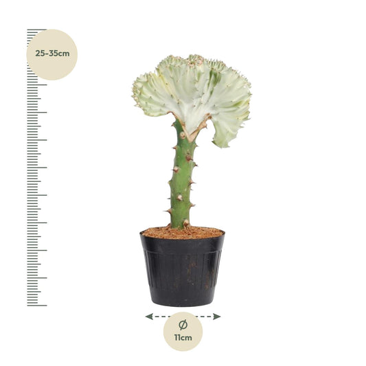 Euphorbia lactea Cristata weiß - 30 cm - ø10,5