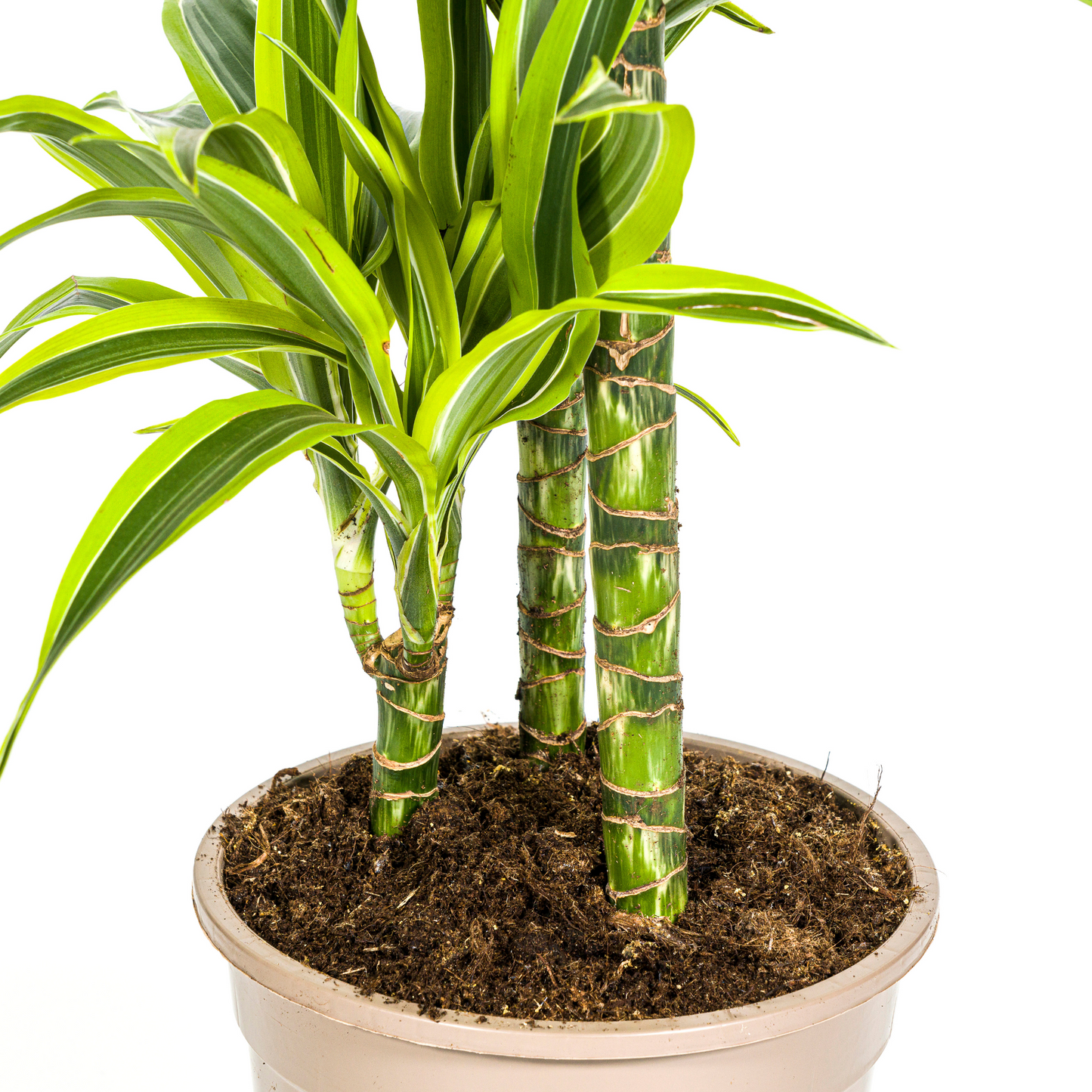 Drachenbaum - Dracaena Deremensis Lemon Lime Ø21cm - ↕90 - 110cm