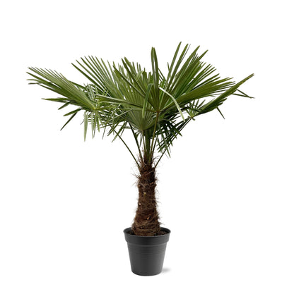 Trachycarpus Fortuneii - 220 - 240cm - Ø45