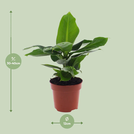 Musa Oriental Dwar - Ø12cm - ↕25cm