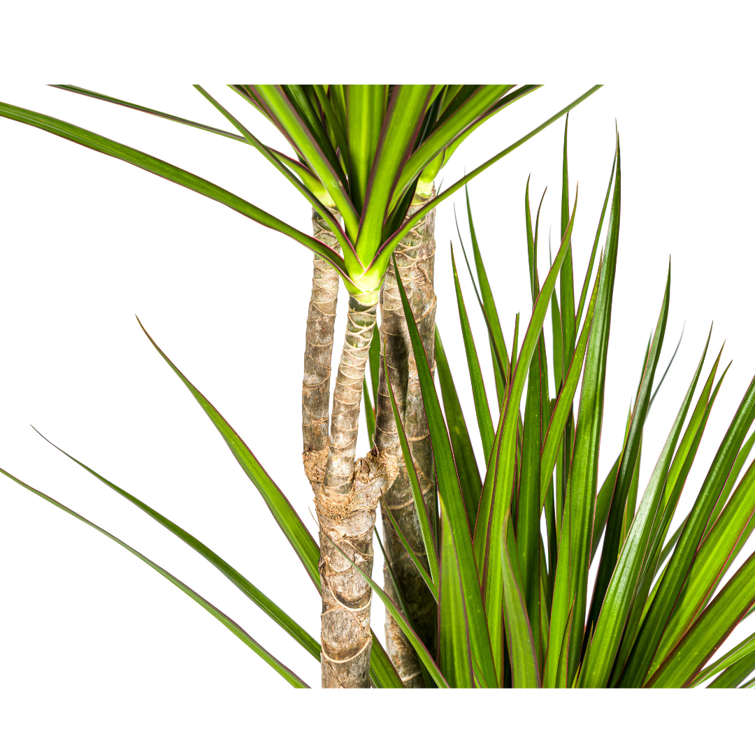 Drachenbaum - Dracaena Marginata Green Ø27cm - ↕170 - 190cm