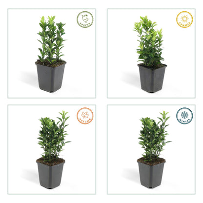 6x Euonymus jap. Green Spire - Buchsbaum-Alternative - ↕10-25cm - Ø9cm