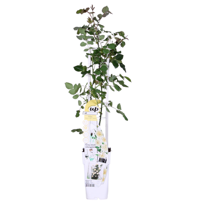 Rosa Crazy in love 'Vanilla' - Creme-Rose - Ø15cm - ↕65cm