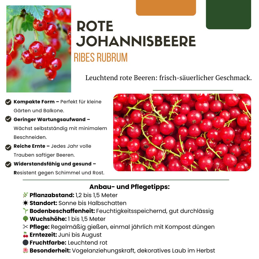 „Früchteparadies“ BIO Obstpflanzen-Mix – Set mit 4 verschiedenen Sorten