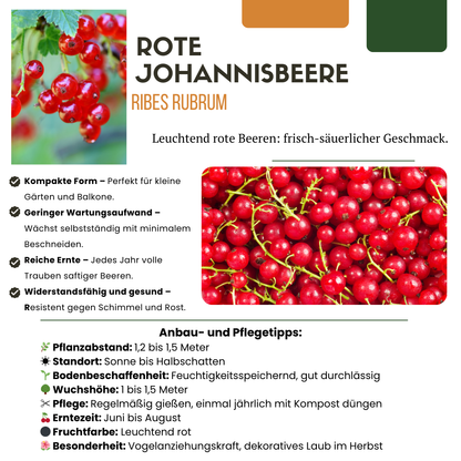 „Früchteparadies“ BIO Obstpflanzen-Mix – Set mit 4 verschiedenen Sorten