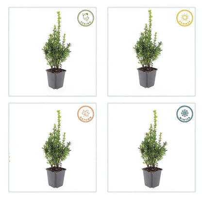6x Buchsbaum - Buxus Sempervirens - ↕10-25cm - Ø9cm