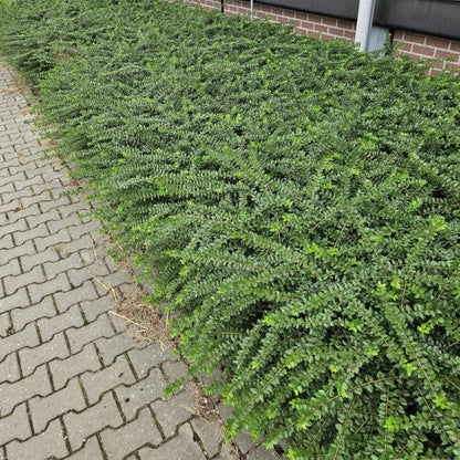 6x Heckenmyrte - Lonicera nit. 'Maigrün' - ↕10-25cm - Ø9cm