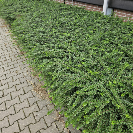 6x Heckenmyrte - Lonicera nit. 'Maigrün' - ↕10-25cm - Ø9cm