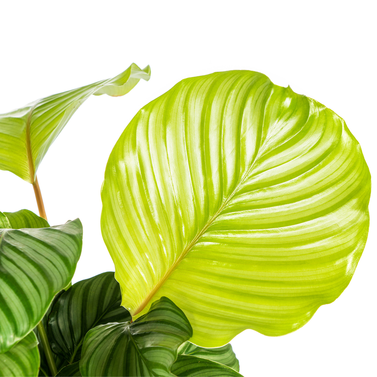 Korbmarante - Calathea Orbifolia - Ø17cm - ↕40 - 50cm