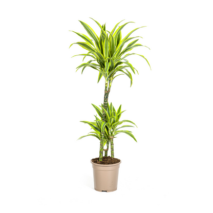 Drachenbaum - Dracaena Deremensis Lemon Lime Ø21cm - ↕90 - 110cm