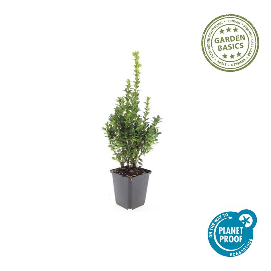 6x Buchsbaum - Buxus Sempervirens - ↕10-25cm - Ø9cm