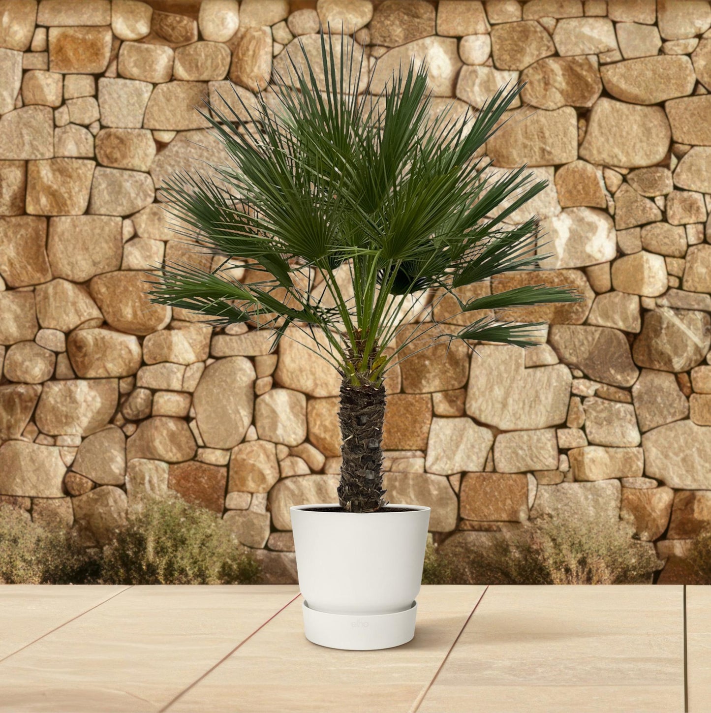 Chamaerops Humilis auf Stamm - 150 cm - Ø45cm