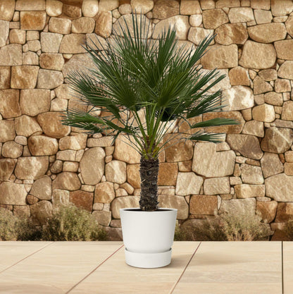 Chamaerops Humilis auf Stamm - 150 cm - Ø45cm