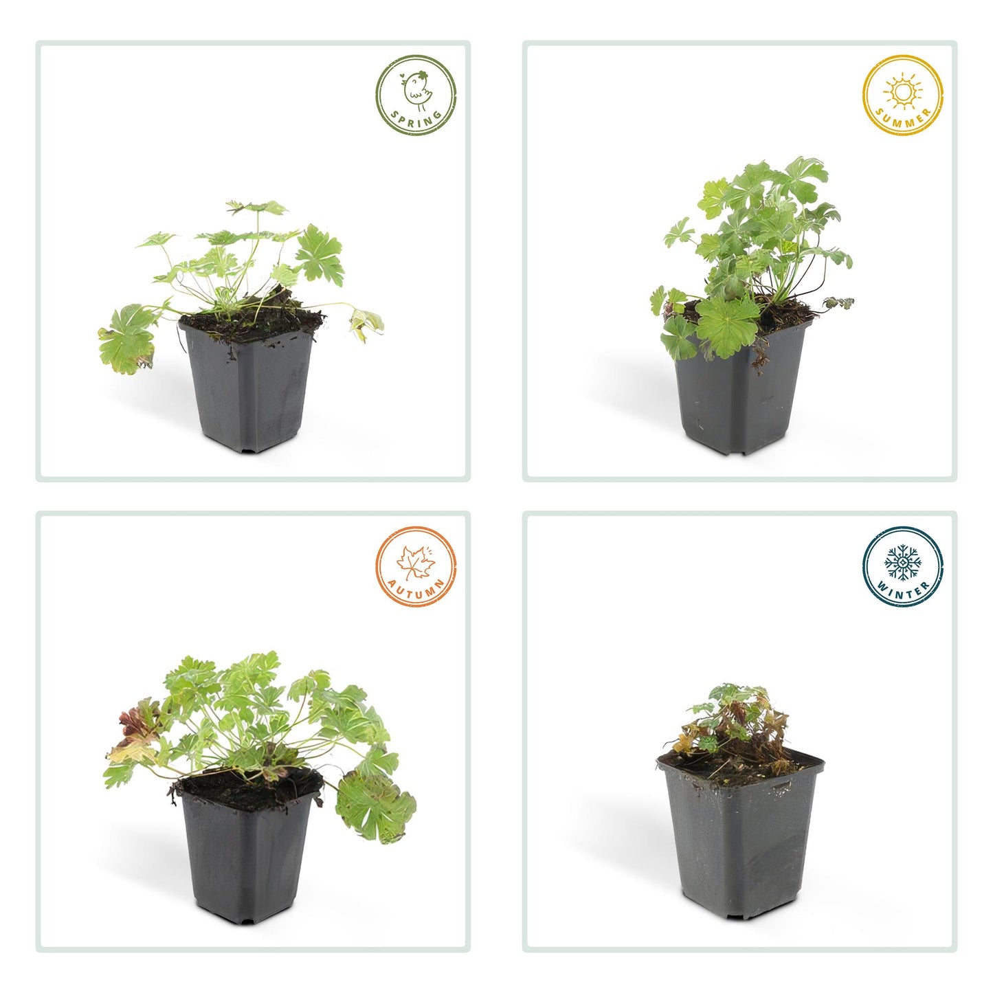 6x Geranium cant. 'Biokovo' - ↕10-25cm - Ø9cm